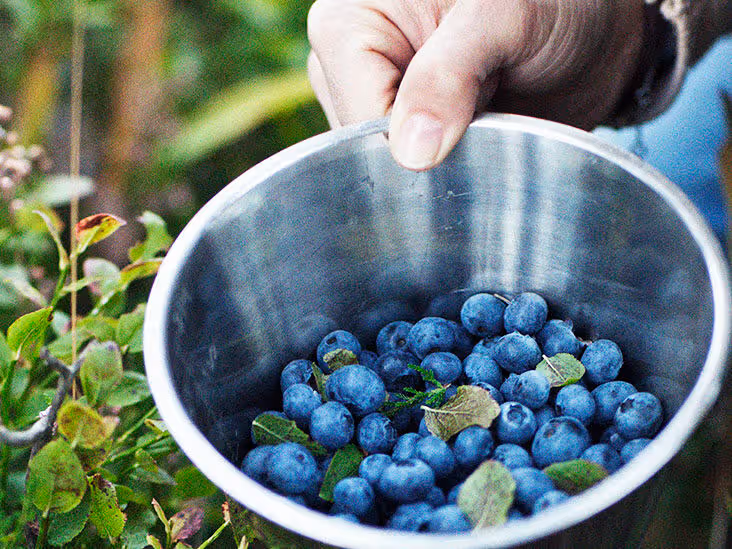 Bilberry Extract